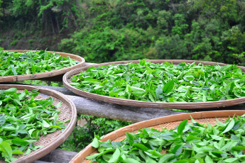 13-14 czerwca: warsztaty herbaciane w Instytucie Konfucjusza